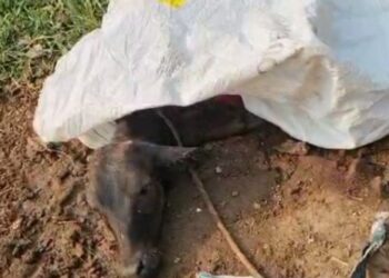 *कलयुग बिलासपुर मे कुत्तो का आतंक*