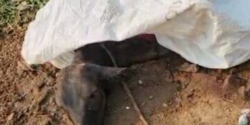 *कलयुग बिलासपुर मे कुत्तो का आतंक*