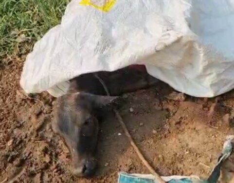 *कलयुग बिलासपुर मे कुत्तो का आतंक*