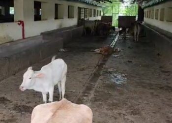 बिलासपुर के कांजी हाउस में गायों की स्थिति बहुत ही दर्दनाक है कई गाय यहां आए दिन दम तोड़ती हैं