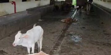 बिलासपुर के कांजी हाउस में गायों की स्थिति बहुत ही दर्दनाक है कई गाय यहां आए दिन दम तोड़ती हैं