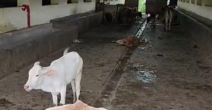 बिलासपुर के कांजी हाउस में गायों की स्थिति बहुत ही दर्दनाक है कई गाय यहां आए दिन दम तोड़ती हैं